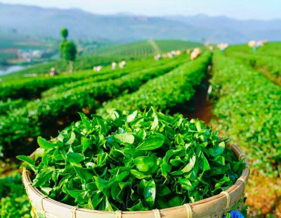 Hành Trình Dưỡng An Sinh - Tour Bảo Lộc 2n1đ cho người trẻ