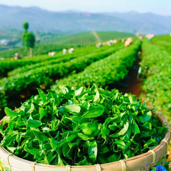 Hành Trình Dưỡng An Sinh - Tour Bảo Lộc 2n1đ cho người trẻ