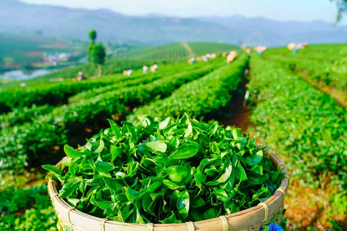 Hành Trình Dưỡng An Sinh - Tour Bảo Lộc 2n1đ cho người trẻ